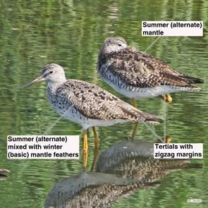 greater.yellowlegs.winthrop.2014.08.07.IMG_3665.jpg