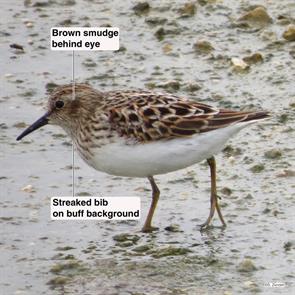 least sandpiper.macfaddin.2015.05.08.IMG_6626.jpg