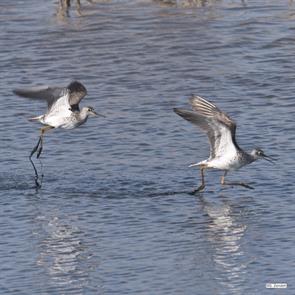 lesser.yellowlegs.brigantine.2023.04.26.P1030384.jpg