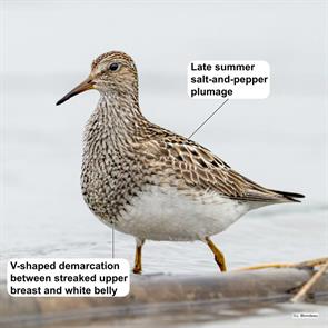 pectoral.sandpiper.maskinonge.qu.2022.08.10.julie.blondeau.ML474185521.jpg