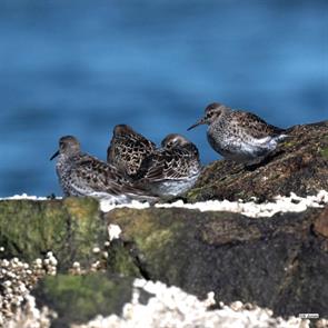 purple.sandpipers.boston.harbor.sebastian.jones.2023.05.18.ML574220541.jpg