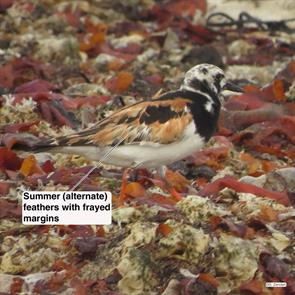 ruddy.turnstone.winthrop.beach.2015.08.24.IMG_5872.jpg