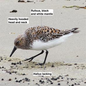 sanderling.sea.rim.sp.2015.05.07.IMG_6841.jpg