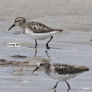 semipalmated.sandpipers.plymouth.beach.2018.07.27.P2030415.jpg