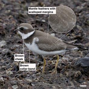 semipalmated.plover.winthrop.beach.2016.09.18..P1200688.jpg