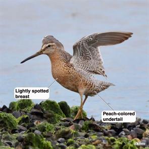 short-billed.dowitcher.hendersoni.ML471077541.napatree.2022.07.29.jpg