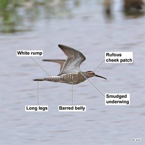 stilt.sandpiper.bear.creek.2020.06.07.2J8A4407-2.jpg