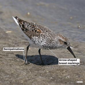 western.sandpiper.bolivar.2017.04.13.P1490677.jpg