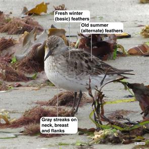 white-rumped.sandpiper.winthrop.beach.2015.08.24.IMG_5861.jpg