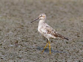 Stilt Sandpiper photographic ID guide