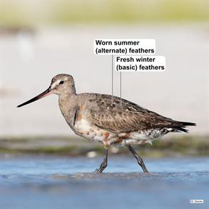 hudsonian.godwit.minimoy.i.davies.ML359611861.2020.08.09.jpg