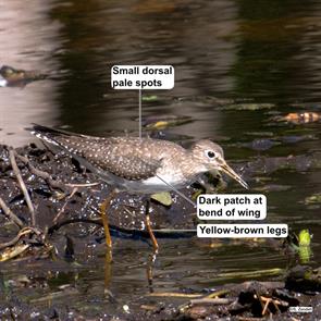 solitary.sandpiper.arlington.reservoir.2021.10.08.P2910250.jpg