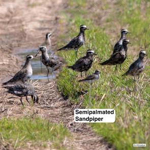 american.golden-plovers.niagara.2023.09.04.ML611391725.jpg