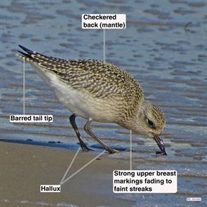 black-bellied.plover.winthrop.beach.2014.09.19.IMG_5812.jpg