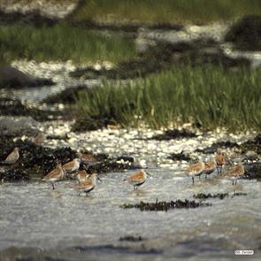 dunlins.snake.island.1982.05.img122.jpg