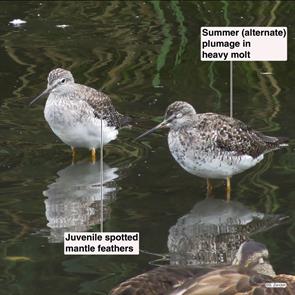 greater.yellowlegs.winthrop.2014.08.07.IMG_4127.jpg