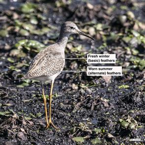 lesser.yellowlegs.arlington.reservoir.2021.10.08.P2900878.jpg