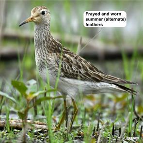 pectoral.sandpiper.huila.colombia.2023.11.04.sergio.andres.duena.trejo.ML610836428.jpg