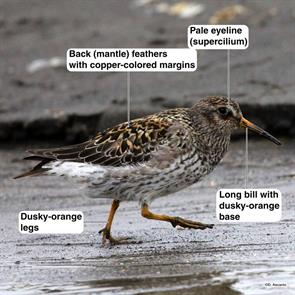 purple.sandpiper.svalbard.david.ascanio.2023.06.17.ML604139501.jpg