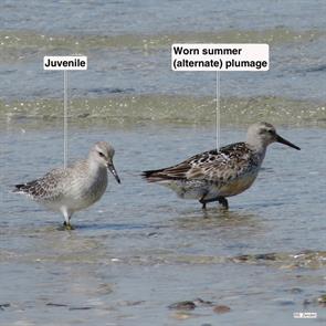 red.knots.plymouth.beach.2014.08.28.IMG_4303.jpg