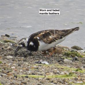 ruddy.turnstone.napatree.point.2017.08.02.IMG_0222.jpg