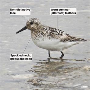 sanderling.napa.tree.point.2017.08.02.IMG_0264.jpg