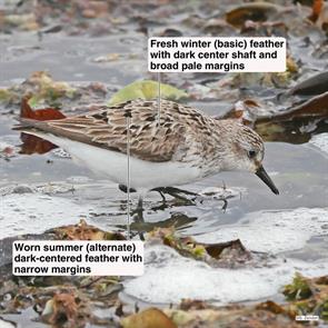 semipalmated.sandpiper.winthrop.beach.2017.09.07.P1660034.jpg