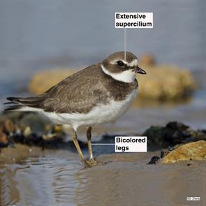 semipalmated.plover..parker.river.nwr.2021.10.09.jpg