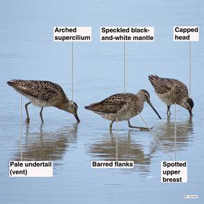 short-billed.dowitchers.point.of.pines.revere.ma.2014.07.20.IMG_3126.jpg