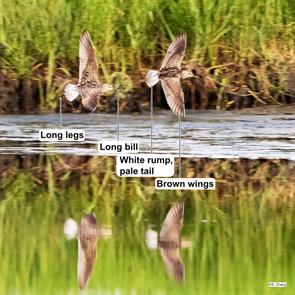 stilt.sandpipers.parker.river.nwr.2021.07.17.jpg