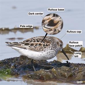 western.sandpiper.plymouth.beach.2019.05.08.P2300728.jpg