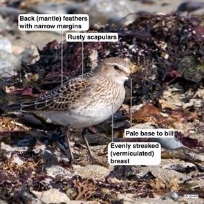 white-rumped.sandpiper.winthrop.beach.2020.10.18.P2720494.jpg