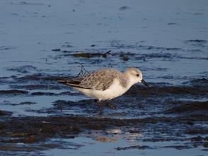 Sanderling photographic ID guide