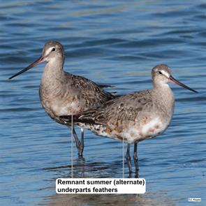 hudsonian.godwits.i-mhbkF5N-X4.monomoy.2015.08.18.j.keyes.jpg