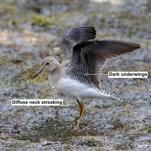 solitary.sandpiper.keene.ny.2018.09.10.lawrence.master.jpg