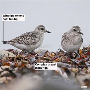 black-bellied.plovers.winthrop.beach.2017.11.06.P1720128.jpg