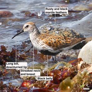 dunlin.boston.harbor.2022.05.25.P3090697.jpg