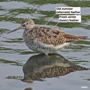 greater.yellowlegs.winthrop.2014.08.07.IMG_3724.jpg