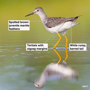 lesser.yellowlegs.quincy.2015.08.25._J3O1351.jpg