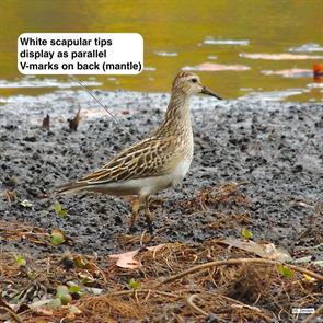 pectoral.sandpiper.arlington.reservoir.2013.10.22.DSCN4383.jpg