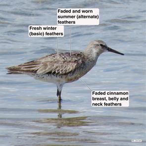 red.knot.plymouth.beach.2014.08.28.IMG_4374.jpg