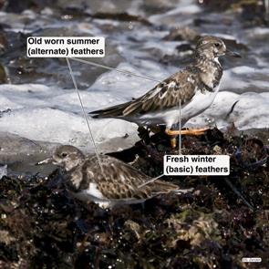 ruddy.turnstones.winthrop.beach.2016.10.17.21P1250153.jpg