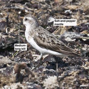 semipalmated.sandpiper.winthrop.beach.2021.09.21.P2880979.jpg