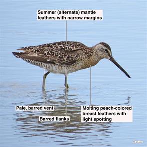 short-billed.dowitcher.point.of.pines.revere.ma.2014.07.20.IMG_3099.jpg