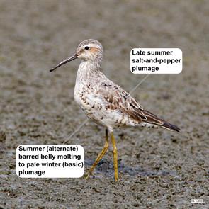 stilt.sandpiper.wellfleet.2011.08.06._G4F9303.jpg