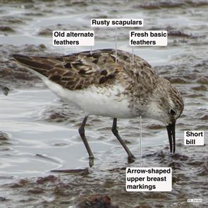 western.sandpiper.winthrop.beach.22.08.2014.IMG_4138.jpg