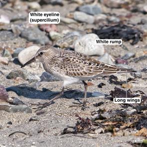 white-rumped.sandpiper.winthrop.beach.2020.10.18.P2720507.jpg