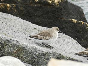 Dunlin photographic ID guide