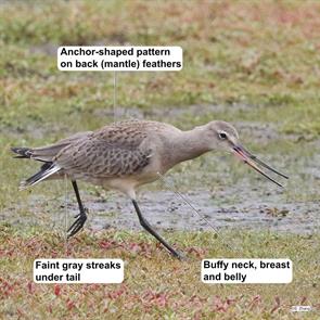 hudsonian.godwit4.parker.river.nwr.2021.10.03.s.zhang.jpg