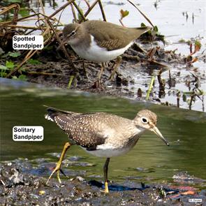 spotted.sandpiper.solitary.sandpiper.IMG_8510.P2440269.jpg